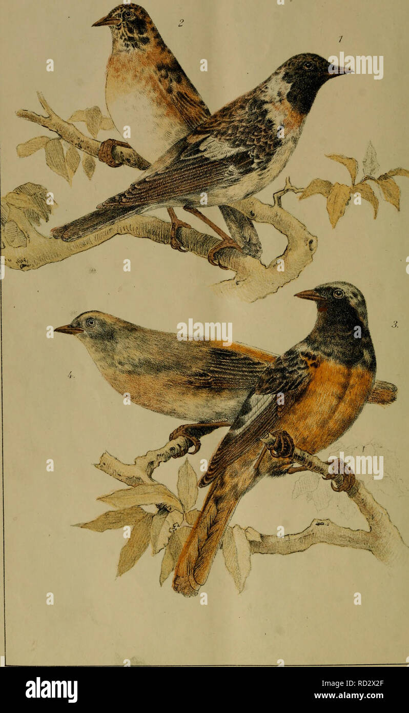 Dbutsugaku Zasshi Zoology Zoology Japanese Birds Pl Viit Ca C E E C A Pratihcola Maura Pall a 3 Kuticilla Aurorea Gm A A A A A V A Ihfimc Ffl A I T Please Note That These Images Are Extracted From Scanned