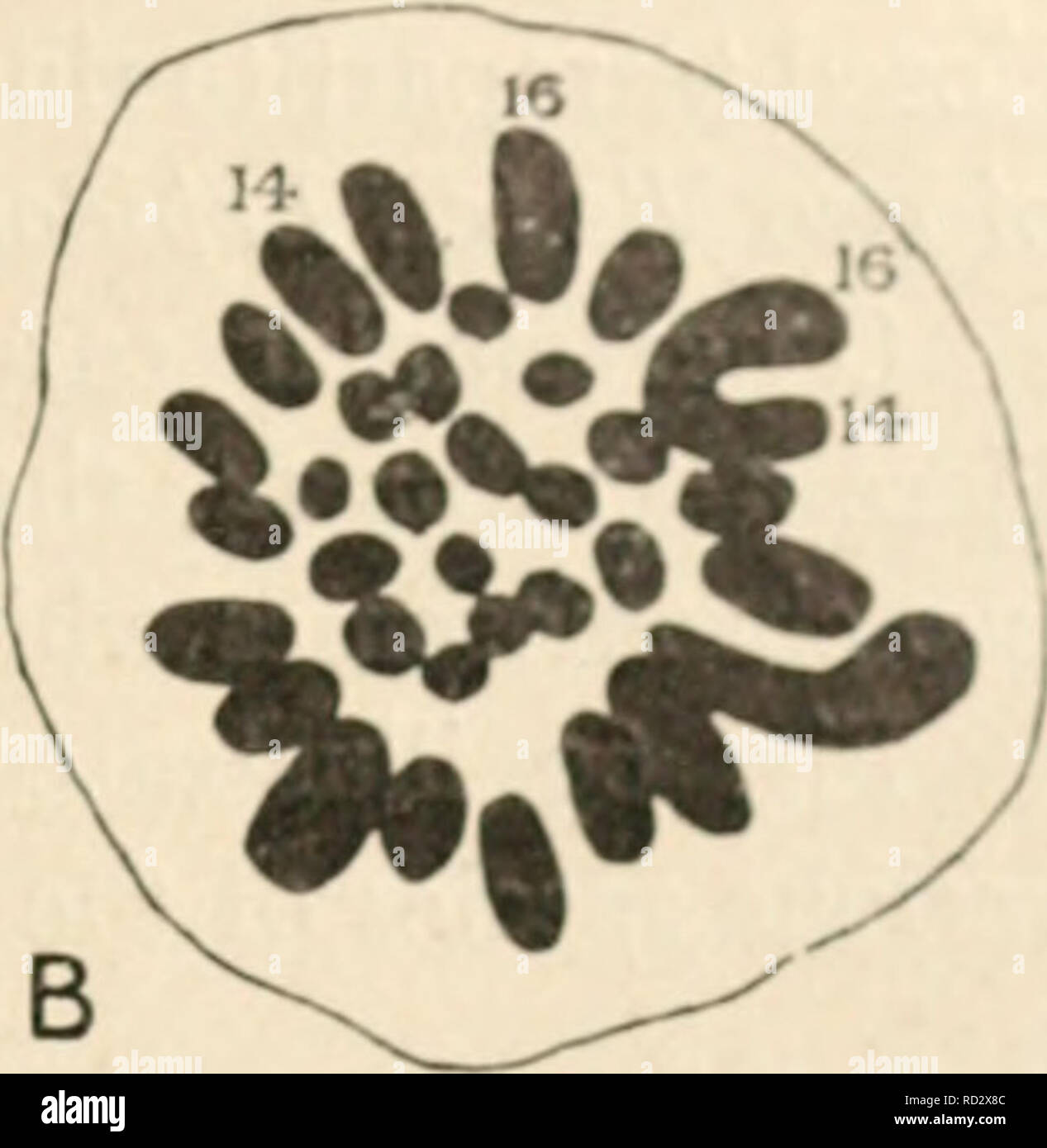 Homologous pair of chromosomes hires stock photography and images Alamy