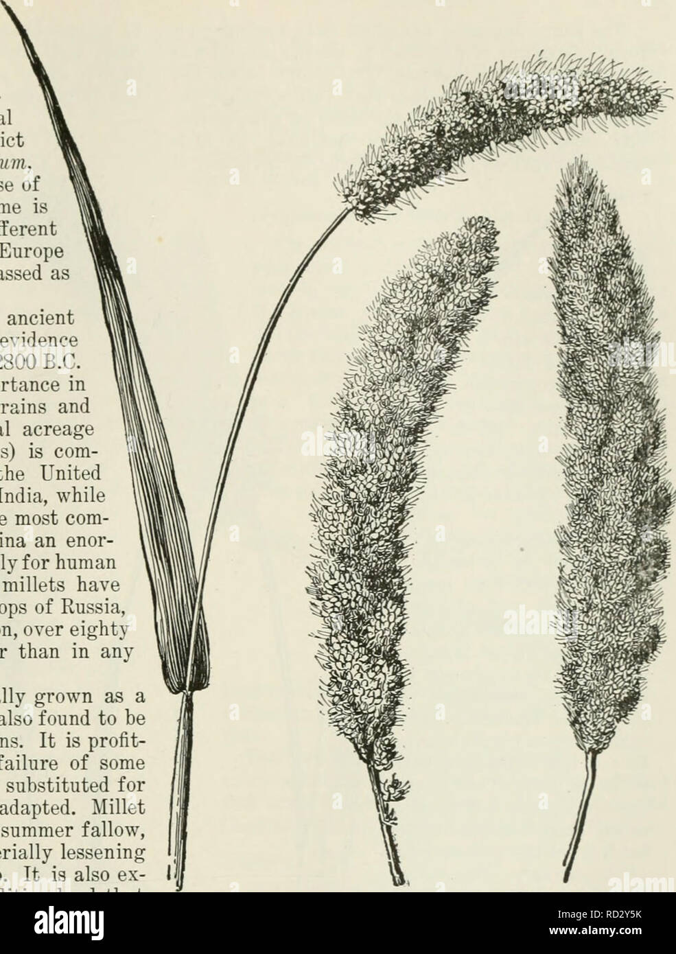 . Cyclopedia of farm crops : a popular survey of crops and crop-making methods in the United States and Canada. Agriculture -- Canada; Agriculture -- United States; Farm produce -- Canada; Farm produce -- United States. MILLETS MILLETS. Figs. 693-702. By .1/. A. Carleton. The millets are cultivated varie- ties of certain small-seeded cereal and forage grasses, which, in a strict sense, belong to the genus Panicum, or to closely allied genera. Because of a resemblance in the seed the name is also applied to other grasses of different genera in this country, while in Europe and Asia even the sor Stock Photo