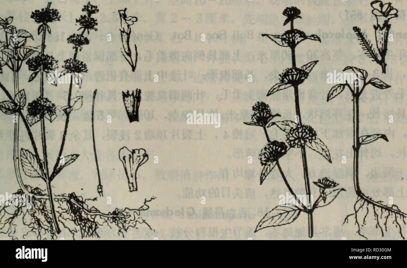 . da lian di qu zhi wu zhi. botany. è±è¼äºåï¼ä¸åå ·3é½¿ï¼æ«éå½¢ï¼è¿ç-äºå ¨å1/2æç¨ç-ï¼ä¸å2é½¿ï¼é»å½¢ï¼å ·ç¼æ¯ï¼åé¨å æç½æ¯ç¯ï¼è±å ç²çº¢è²ï¼é¿6.5â 7æ¯«ç±³ãè±æ5 â 8æã çäºå±±å¡èå°å¤§è¿åå°åæçé¿ 16.é£è½®èå±Clinopodium L. å¤å¹´çèæ¬ãå¶å ·æ¦ææ æãè½®ä¼è±åºå°æå¤è±ï¼è çï¼èéæç´§ç¼©åé¥è±åºæå¤å¤´å é¥è±åºï¼èå¶å¶ç¶ï¼åä¸æ¸å°ï¼èççº¿å½¢æéå½¢ï¼å ·èæä¸ææ¾ï¼è±è¼ç®¡ç¶ï¼ç13èï¼pié¨ å é¢ççæ¯è¸ï¼ä½ä¸ææ¾æç¯ï¼äºåå¼ï¼å ·é½¿ï¼é½¿ç¼åè¢«ç«æ¯ãè±å ç´«è²ãæ·¡çº¢æç½è²ï¼å ç-ç¨è¶ åºæååè¶ åºè±è¼ï¼äºåå½¢ï¼å¤é¢å¸¸è¢«å¾®ææ¯ï¼å é¢å¨ä¸åçä¸æ¹çåé¨å¸¸å ·äºåæ¯ è¸ï¼å æªäºåå½¢ï¼éè4ï¼ææ¶åå¯¹å®å ¨éåï¼åå¯¹è¾é¿ï¼è±è¯2å®¤ï¼å¹³åå¼ï¼å¤å°åæç çäºæ©å±çè¯éä Stock Photo