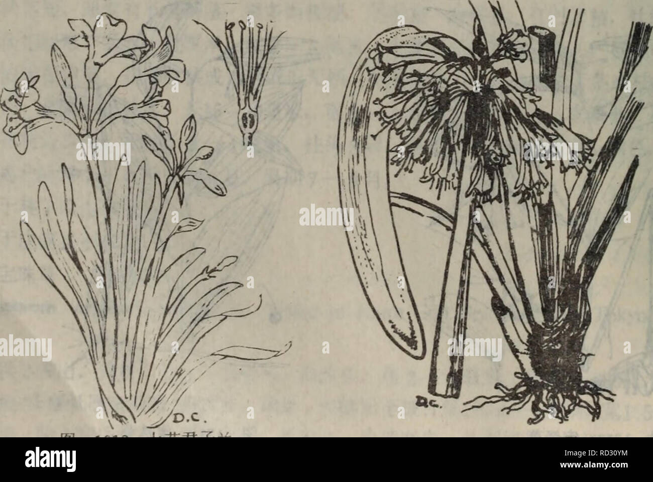 Da Lian Di Qu Zhi Wu Zhi Botany C Ae C E 1 E C C E E A Ae Aea 1 E C A Ai E E C Ae Aea A 1 A E A C Mhiata Regel 2 Ac A C Nobilislindl 1 A E A I A 1313 Clivia Miniata Regel Gartenfl 131 1864 A A Ceae ºe Aea