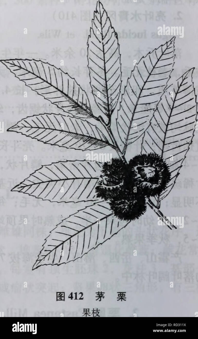 Castanea Seguinii High Resolution Stock Photography And Images Alamy