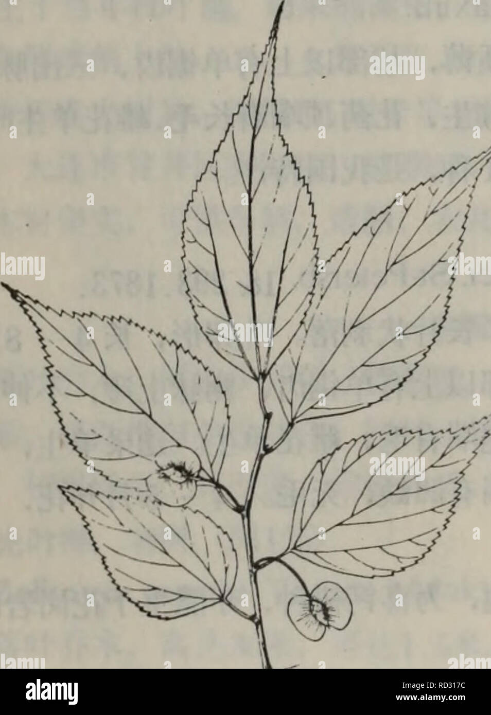 Da Lian Di Qu Zhi Wu Zhi Botany Ae A Cews L A Ae Aecae I Ae C C E Aeae C E I C C I A E I Aeae A Ae Ae E C C Cªeµ E A I Aµa I 5 1 E E A Aeaaa Aºci E E C E I Ea A E A A A Ae E Aea C I A Aºei A Ea Ae I A A A E A A C Ae Aeae A Ae ªi E E 4a 5e