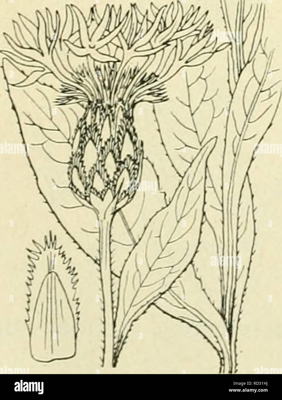 . De flora van Nederland. Plants. Centaurea amara Fis. 548. C. pseudo-phrygia-) C. A. Meijer. Boschcentaurie. Bij deze soort is de stengel rechtopstaand, niet vertakt of naar boven scherm-pluimvormig vertakt, beneden vaak rood, kort ruw behaard. De bladen zijn vrij stijf of zachter, kort ruw behaard, langwerpig, spits, iets getand, de onderste zijn in een langen steel versmald, de hoogere half stengelomvattend. De hoofdjes zijn meest vrij groot, alleenstaand of in schermvormige pluimen, die uit weinig hoofdjes bestaan. Het omwindsel is bijna bolrond. De aanhangsels der omwindsel- bladen staan  Stock Photo