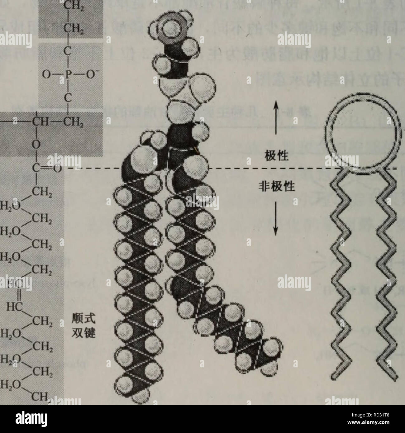 . dai xie zu xue fang fa yu ying yong. botany. ç»-è¡¨ OH OH I OH OH åç§° ç£·èSitèé phosphatidylinositol (PI) OH HO-rHjC ,0H ç£èé °çæ²¹ phosphatidylglycerol (PG) OH O HO O âPâOCH2 II I O HCOCOR ROCO CHj å¿ç¢è diphosphatidylglycerol ï¼ cardiolipin (CA) HO - i-H ç¢èé ¸ phosphatidic acid (PA). å¾8-4 PEç¢èåå-çç«ä½ç»æå¾ 61 ,01c, .X X c ,a c c c / ,ã &gt;ã  /  /  A   00000000 H H H H æé ¸çæ²¹é ¯åå-ä¸-çç¢³æ°§é¾å¹¶ä¸æ¯æ ä¾å¤å°ä»¥é ¯é®è¿æ¥å¨çæ²¹çè½»åºä¸çãç¼©é ¸ç£¯ èççæ²¹åå-ä¸-ç¬¬ä¸ä¸ªç¢³åå-ç±é¡ºå¼æ¢éé®è¿æ¥ç¢³å¤é¾ï¼ç¬¬äºä¸ªç¢³åå-ä»¥é ¯é®è¿æ¥é¿é¾ â¢ 164 â¢. Please note that these images are extrac Stock Photo