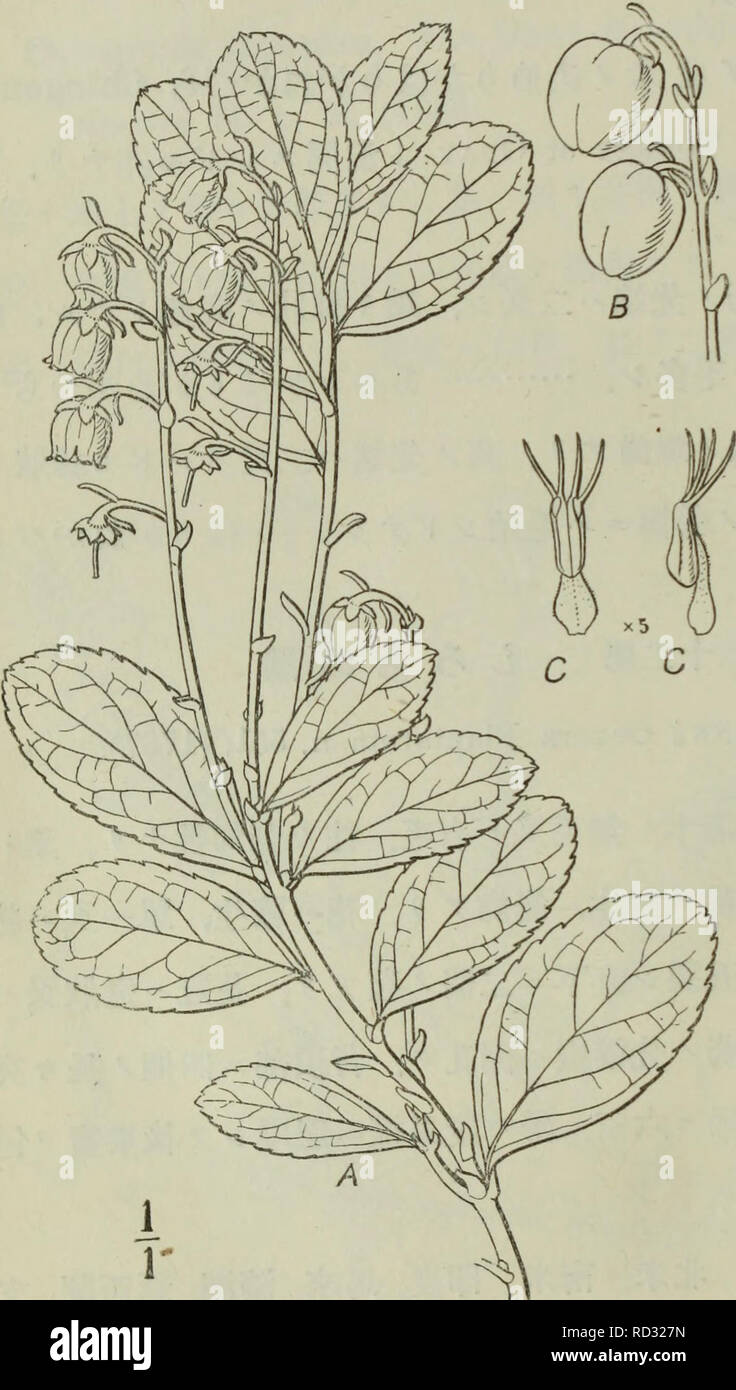 Gaultheria Miqueliana High Resolution Stock Photography And Images Alamy