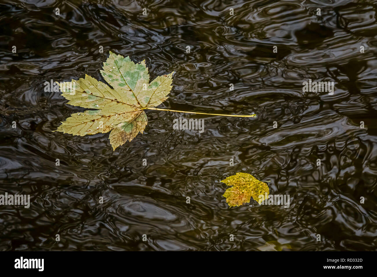 2 maple leaves floating on water surface Stock Photo