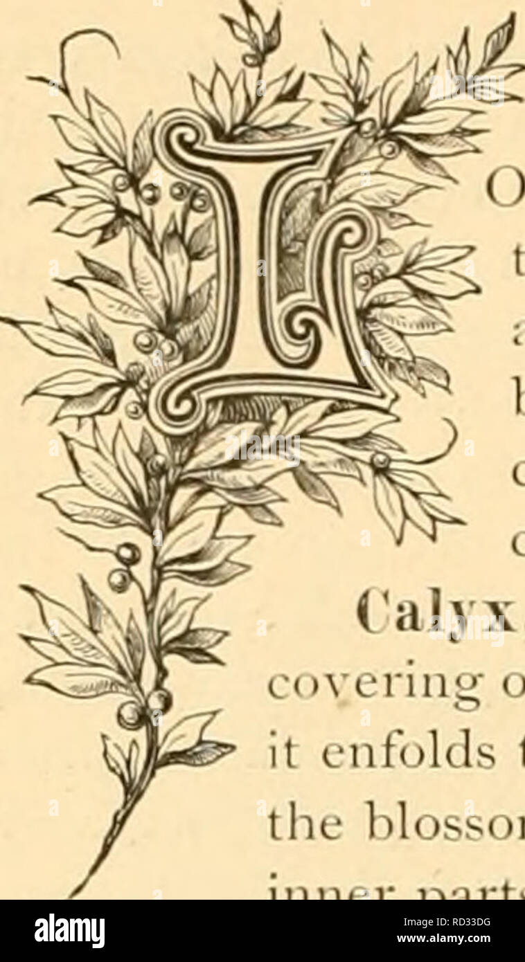 Cyclopedia Of Practical Floriculture Floriculture Flower Language Cultivation And Axalvsis Of Plants Flowers Ookixg At Flowers From The Technical Scientific Standpoint They Are The Whole Aggregate Of The Organs Of Reproduction