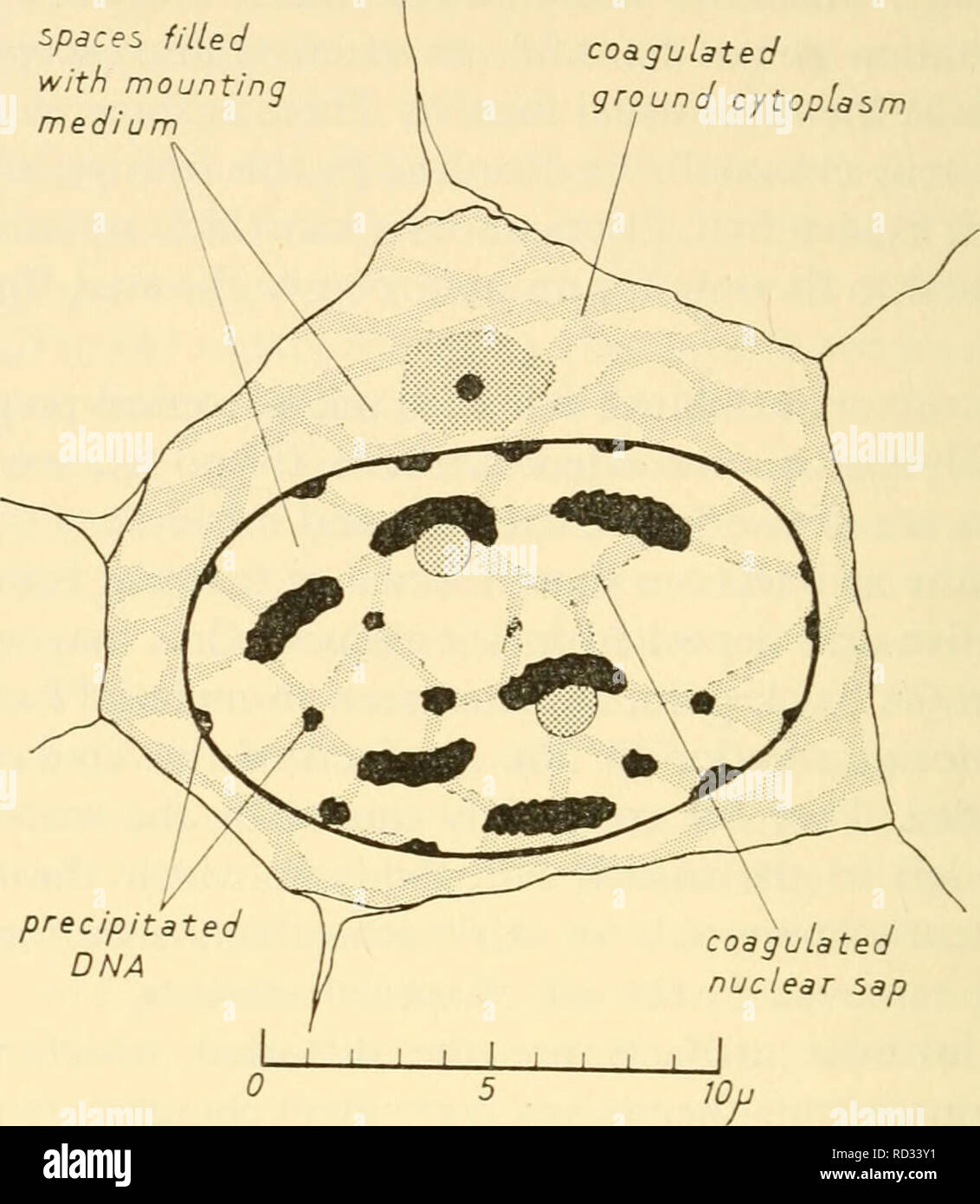 Spermatogonium hires stock photography and images Alamy
