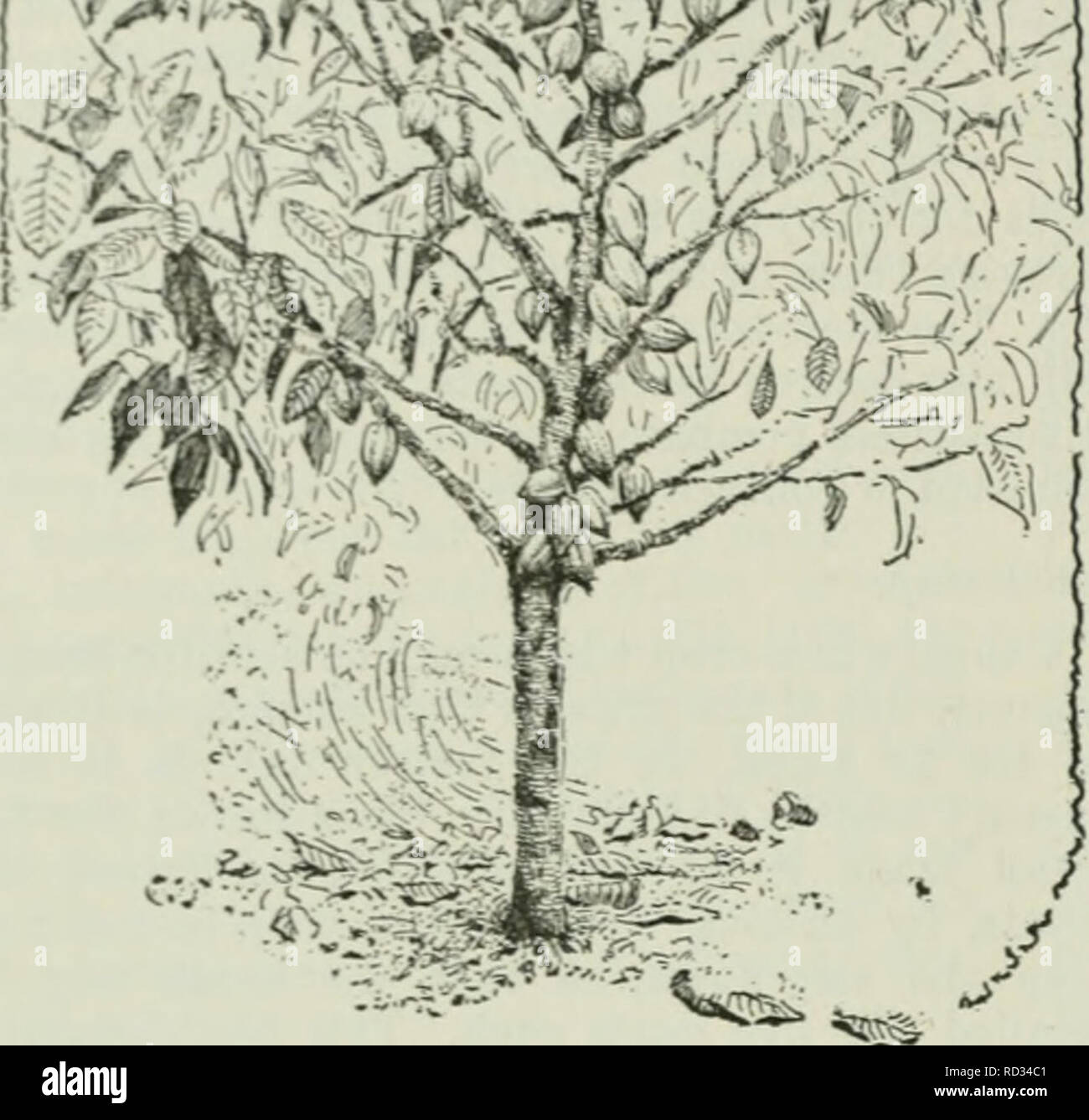 . Cyclopedia of farm crops : a popular survey of crops and crop-making methods in the United States and Canada. Agriculture -- Canada; Agriculture -- United States; Farm produce -- Canada; Farm produce -- United States. 224 CACAO CACAO. Fig. 318. Cacao tree of the Criollo&quot; type, showing manlier of bearing fruit. 3ACA0. Theobroma spp. SterciUiacece. Figs. 318- 320; Fig. 119, Vol. I. By G. X. Collins. Chocolate and cocoa, the manufactured forms of cacao, are the product of the seeds of several spe- cies of Theobroma, a strictly American genus. Theobroma Cacao is the species producing the gr Stock Photo