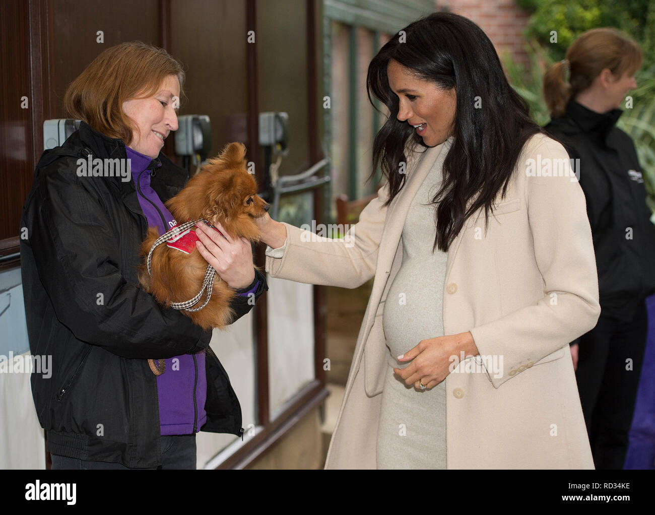 The Duchess of Sussex meets Foxy during a visit to Mayhew, an animal welfare charity she is now supporting as patron, at its offices in north-west London. Stock Photo