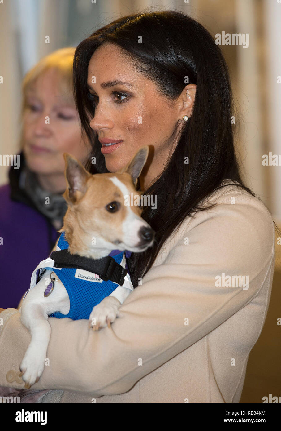 The Duchess of Sussex meets a Jack Russell called Minnie during a visit to Mayhew, an animal welfare charity she is now supporting as patron, at its offices in north-west London. Stock Photo