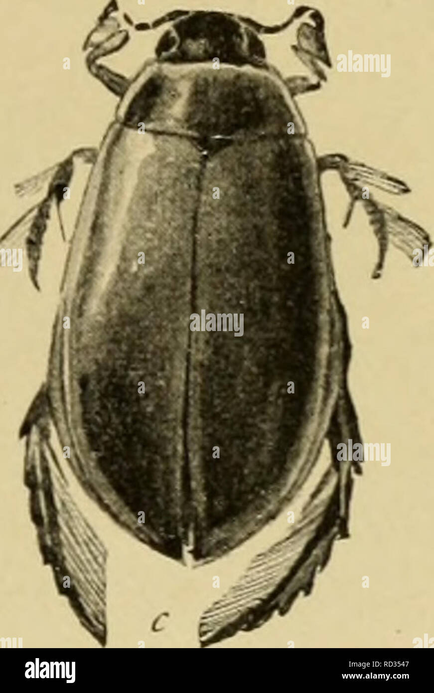 . Elementary entomology. Entomology. Fig. 197. A predacious diving ...