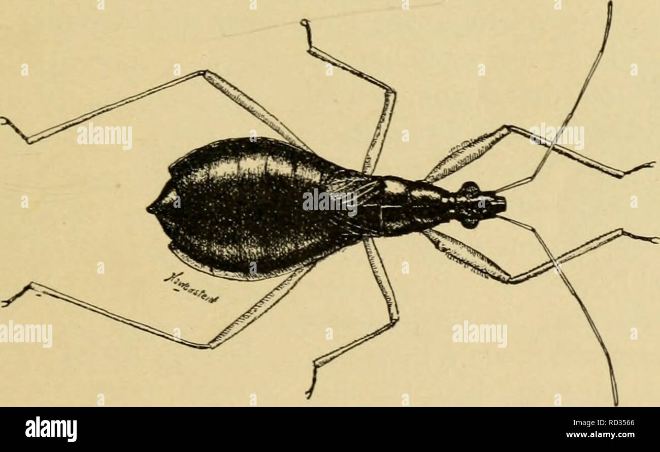 . Elementary entomology. Entomology. Fig. 149. Thread-legged bug [Emesa longipes De G.) (After Lugger) another {Melanolestcs picipcs), was the subject of considerable newspaper notoriety a few years ago as the kissing bug, since it not infrequently attacks the lips of people while they-are asleep. The. Fig. 150. A damsel-bug {Coriscus subcoleopteiiis Kby.) (After Lugger) thread-legged bugs {Evicsidac) are well described by their name, all of the legs being long and threadlike. The forelegs are fitted for grasping the prey, resembling those of the mantis, and the anten- nae are bent so as to si Stock Photo