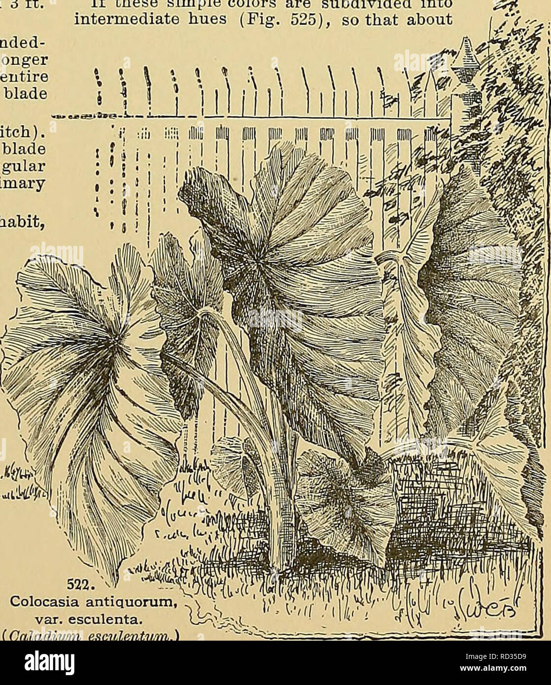 . Cyclopedia of American horticulture, comprising suggestions for cultivation of horticultural plants, descriptions of the species of fruits, vegetables, flowers, and ornamental plants sold in the United States and Canada, together with geographical and biographical sketches. Gardening. COLLOMIA COLOR 353 is applied they dart forward at riglit angles with the testa, each carrying with it a sheath o( mucus, in which it for a long time remains enveloped in a membranous case.&quot; COLOCASIA (oldGreek substantive name). Arbidece. Perennial herbs with cordate-peltate Ivs., which are often handsome Stock Photo