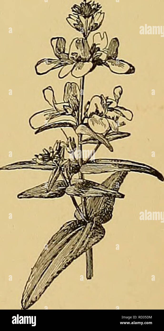 Dissolves mucus hires stock photography and images Alamy