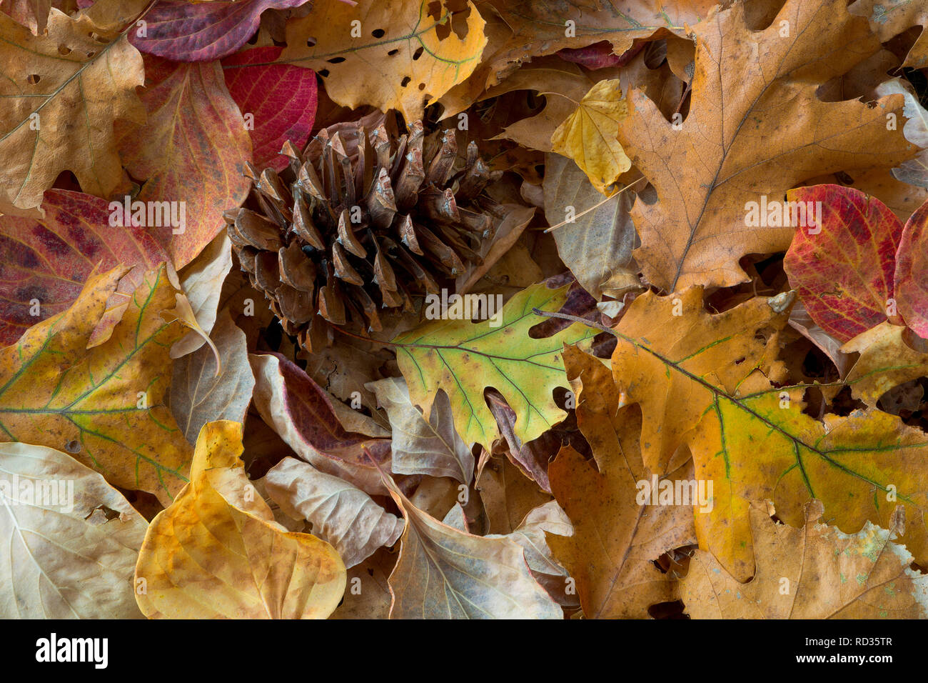 A ponderosa pine cone rests amongst fallen fall leaves in Yosemite National Park of California, USA. Stock Photo