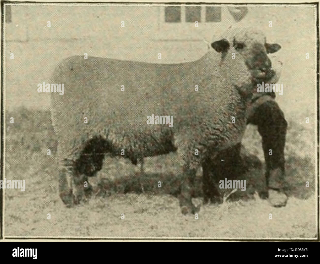 Large long wool sheep hi-res stock photography and images - Page 2 - Alamy