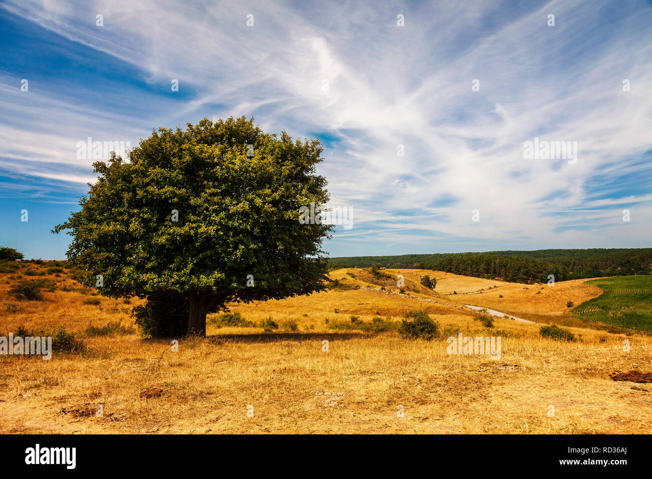 Lone tree in hilly rural landscape. Brosarp, south Sweden. Stock Photo