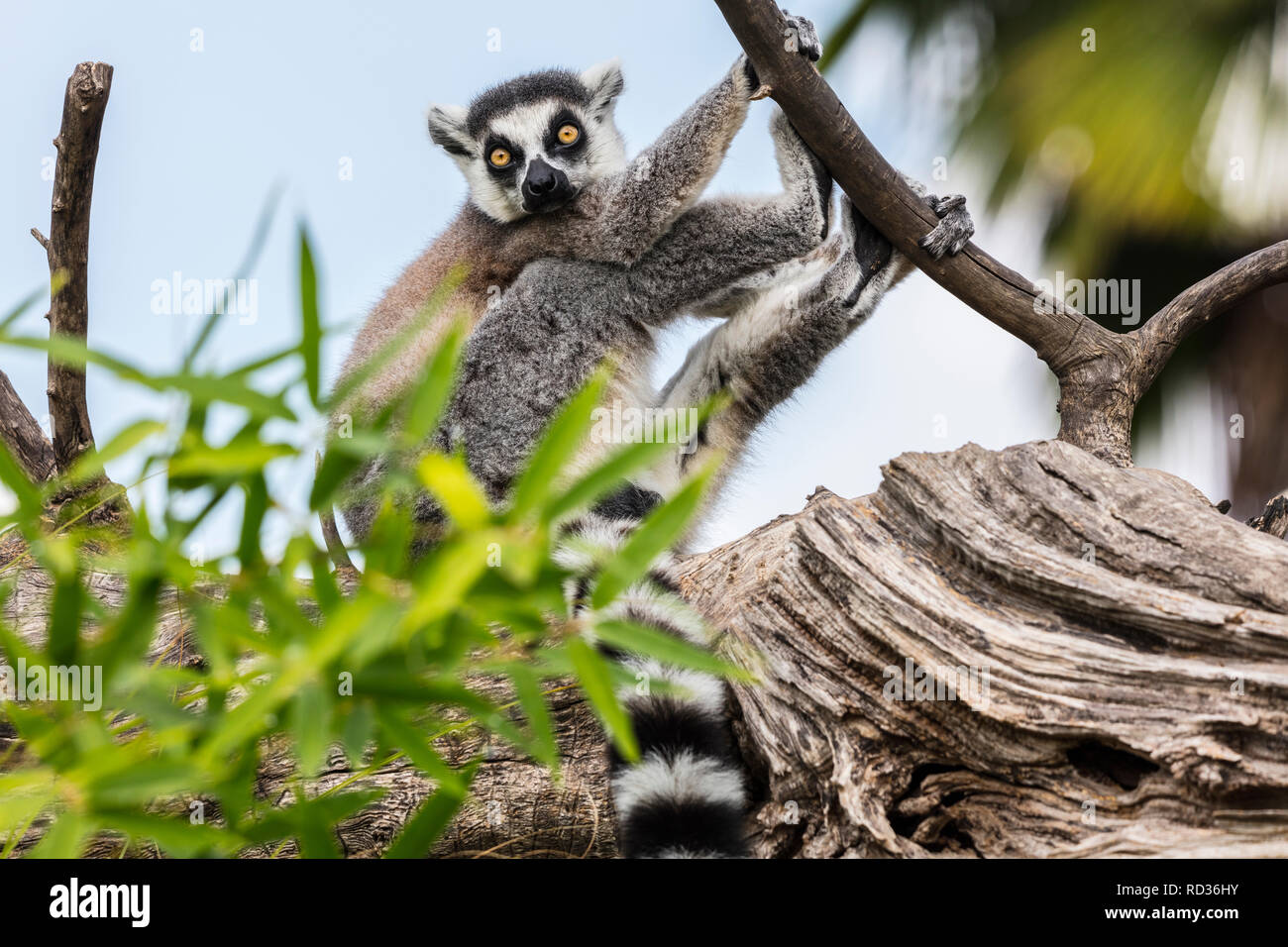 Ring-tailed lemur (Lemur catta, family: Lemuridae Stock Photo - Alamy