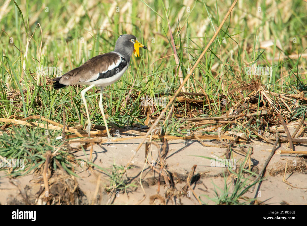 An African wattled lapwing (Vanellus senegallus) beside the Zambezi with bright yellow wattles. Stock Photo