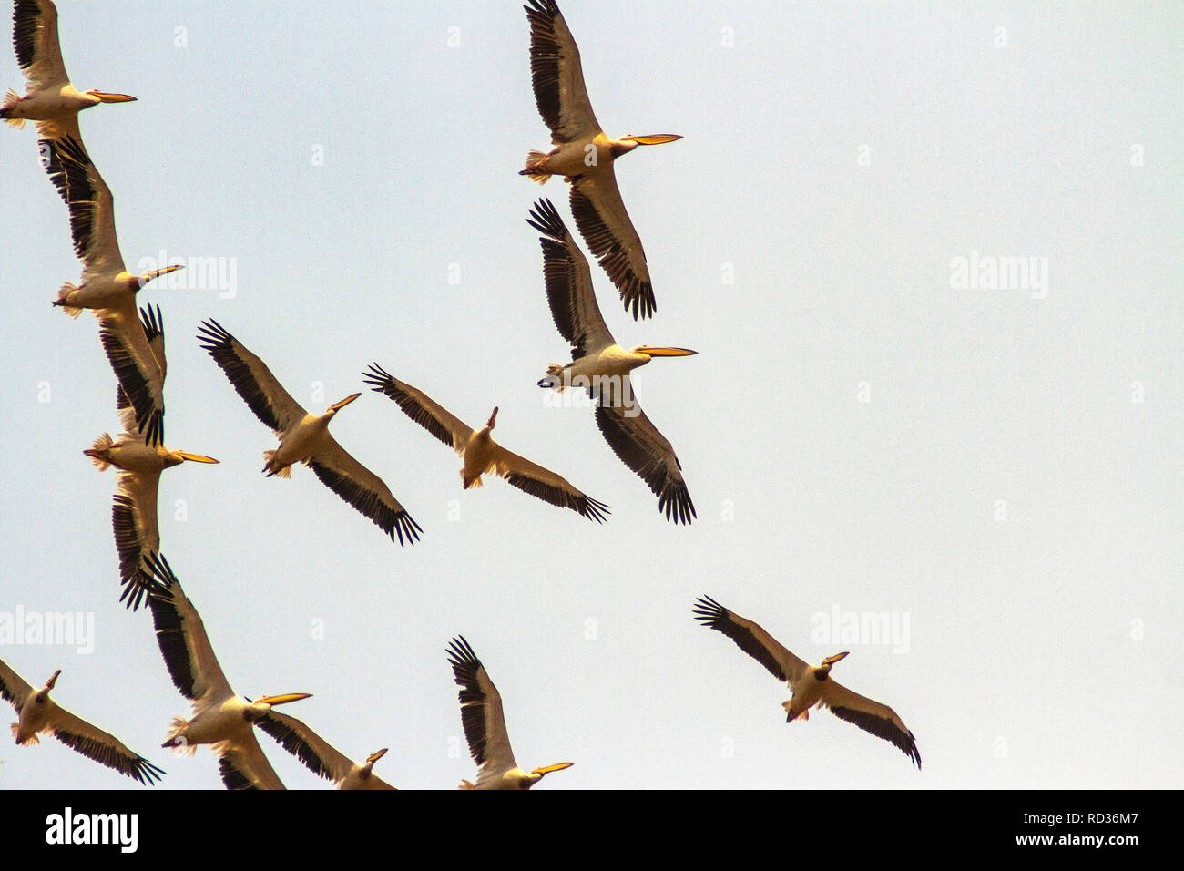 A squadron of great white pelicans (Pelecanus onocrotalus) circling over the Chobe River. Stock Photo