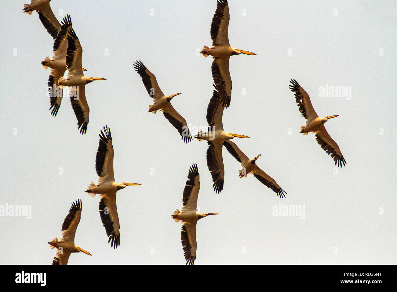 A squadron of great white pelicans (Pelecanus onocrotalus) circling over the Chobe River. Stock Photo