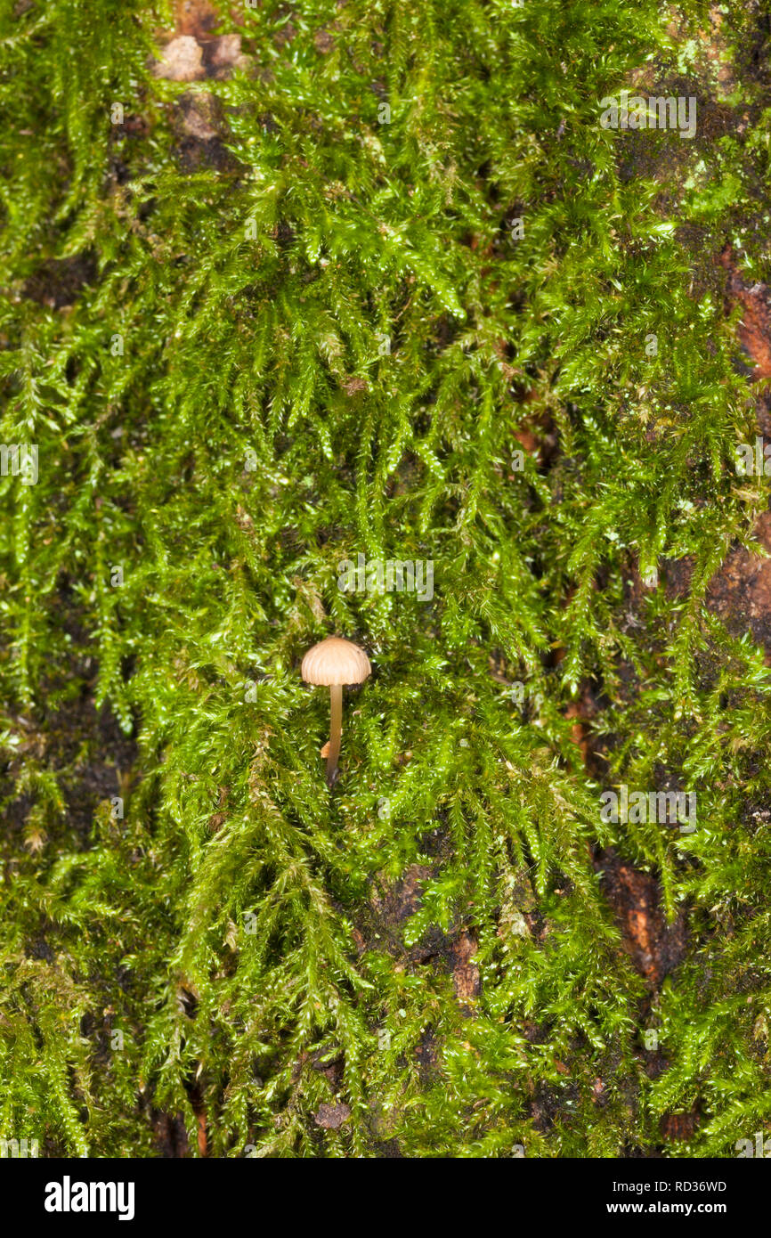 Very small fruiting body or mushroom (believed Mycena sp.) among a forest of moss on the trunk of a tree, Kent, UK, winter. Stock Photo