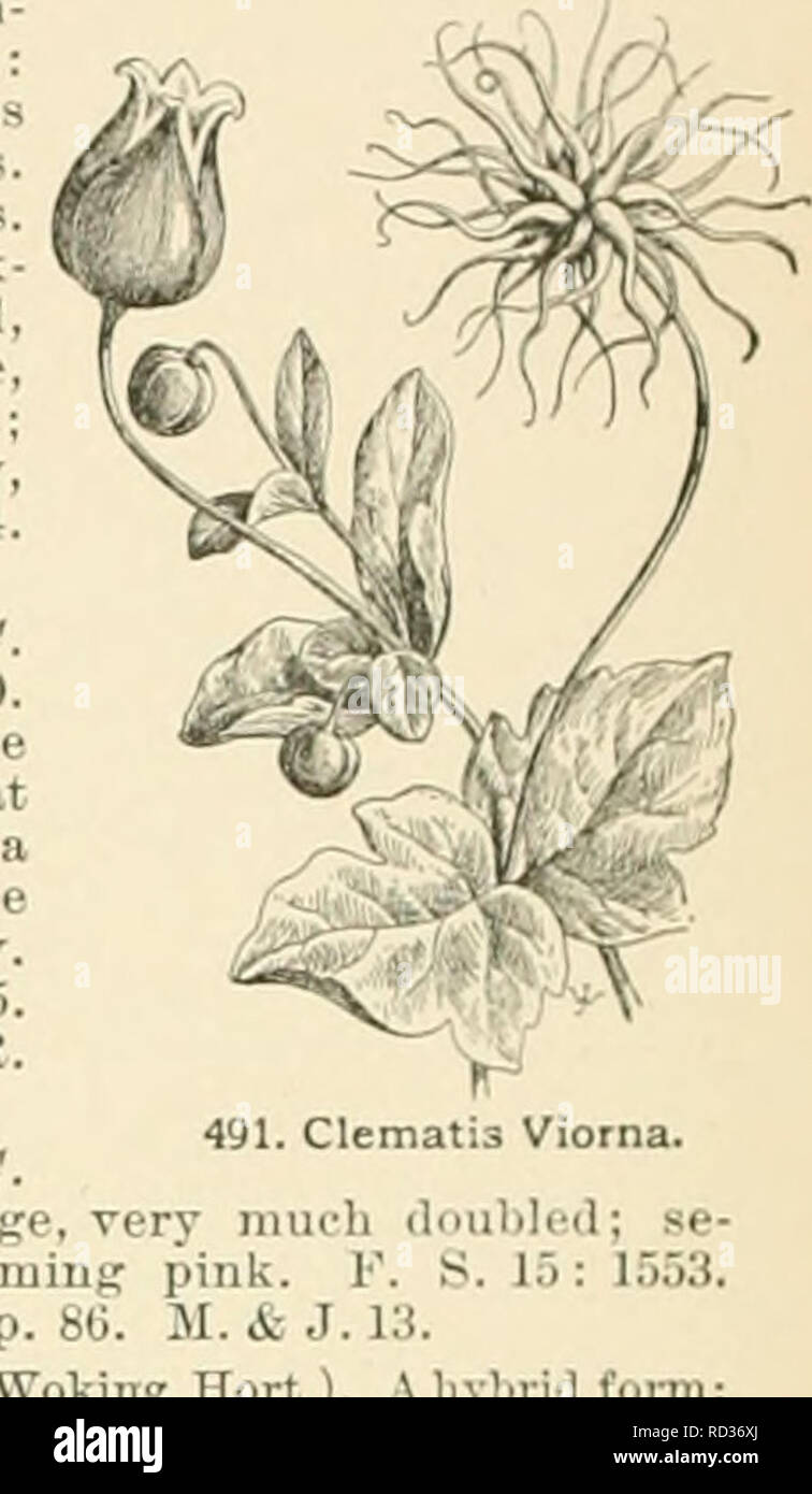 . Cyclopedia of American horticulture, comprising suggestions for cultivation of horticultural plants, descriptions of the species of fruits, vegetables, flowers, and ornamental plants sold in the United States and Canada, together with geographical and biographical sketches. Gardening. 490. Clematis florida, var. bicolor. Uodesta. Modeste-Gu^rin (=C. V.X C. lanuginosa). Fls. well expanded, large, bright blue, bars deeper colored. Fulgens, Simon-Louis (=C. V..var grandiflora'X C. lanugi- nosa). Sepals 5-6, rather narrow, dark purple to blackish crim- son, velvety, edges somewhat serrate. BoÂ»i Stock Photo