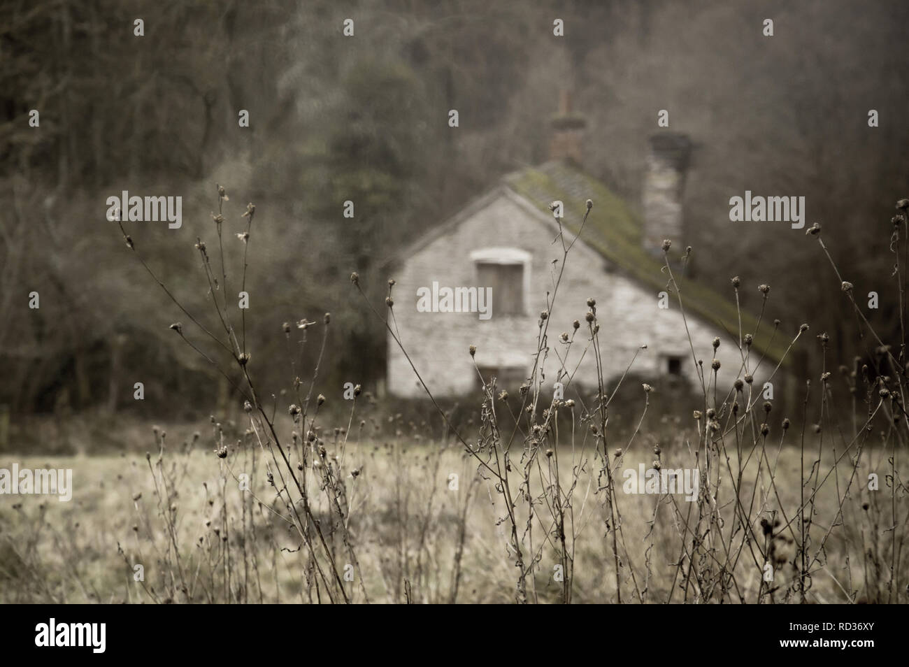 A close up of dead plants in winter with a ruined old building blurred in the background. With a muted edit. Knapp and Papermill, Worcestershire, UK. Stock Photo