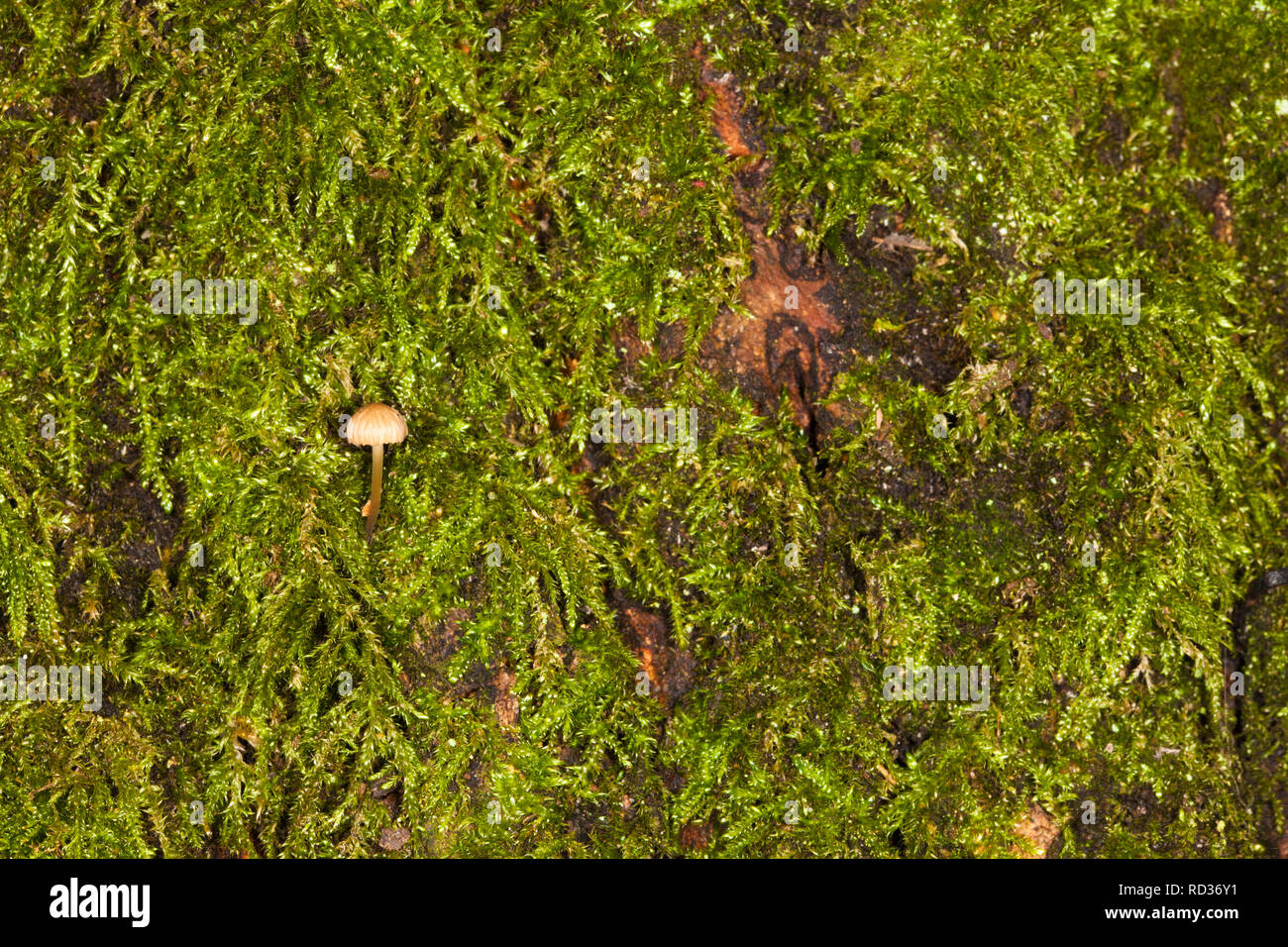 Very small fruiting body or mushroom (believed Mycena sp.) among a forest of moss on the trunk of a tree, Kent, UK, winter. Stock Photo