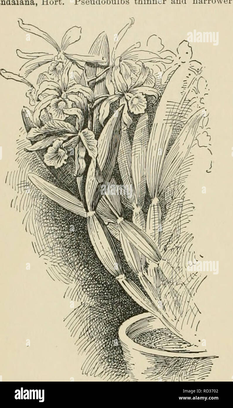 . Cyclopedia of American horticulture, comprising suggestions for cultivation of horticultural plants, descriptions of the species of fruits, vegetables, flowers, and ornamental plants sold in the United States and Canada, together with geographical and biographical sketches. Gardening. 872 L^LIA the former rose-colored outside; midlobe of the labellum ovate, acute. Much like the type in color. I.H. 1.5:5t)9. Var. Eusselliina, Williams [L. Iiusselli(XHa,Hon.). Fls. lar^e ; sepals somewhat narrow, white, suffused with hlac petals broader deeper lilac labellum lar„e rose lilac thri at N elh » ni Stock Photo