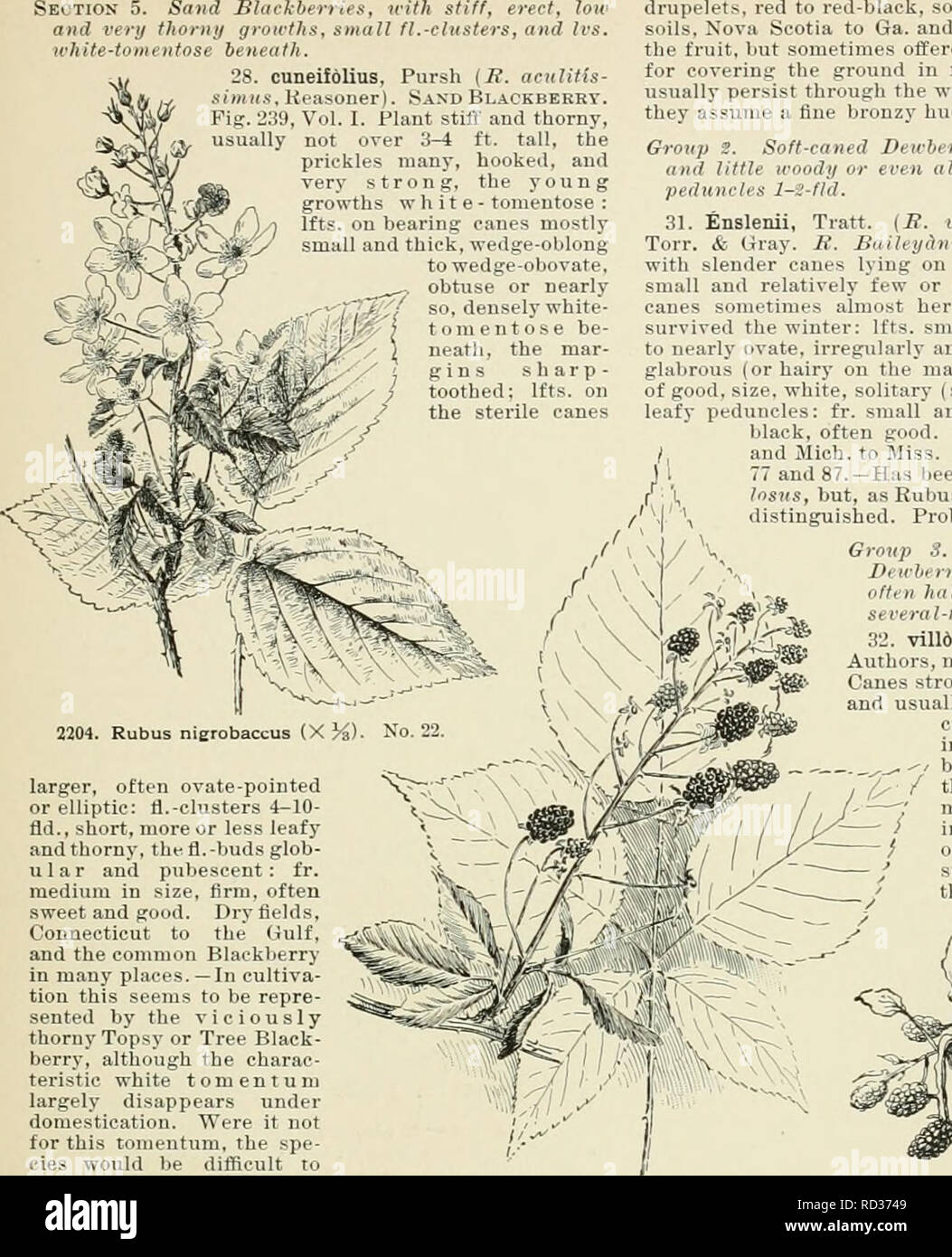 Cyclopedia of American horticulture, comprising suggestions for cultivation  of horticultural plants, descriptions of the species of fruits, vegetables,  flowers, and ornamental plants sold in the United States and Canada,  together with