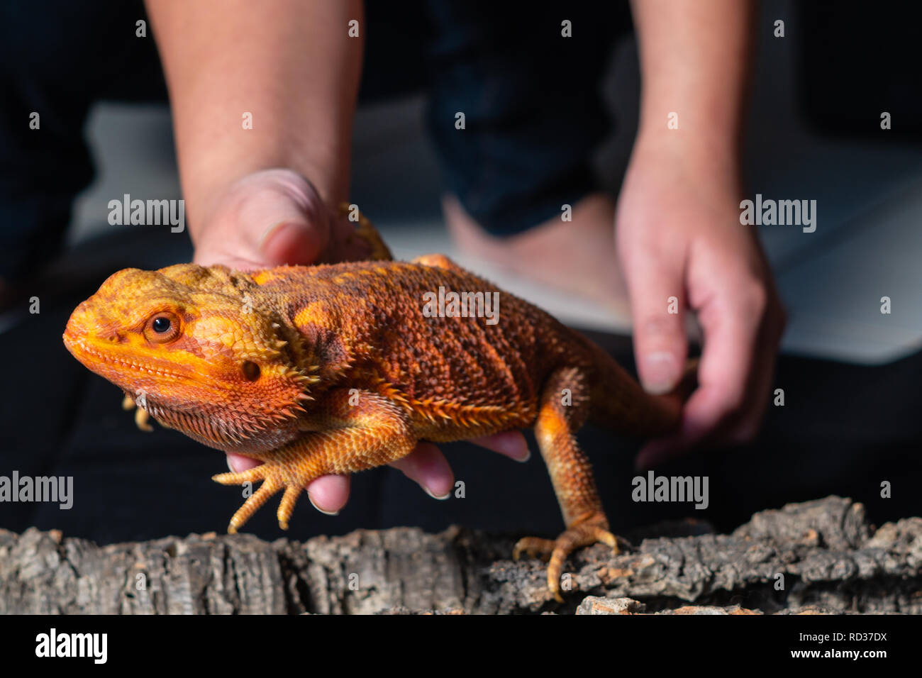 Bearded dragon hires stock photography and images Alamy