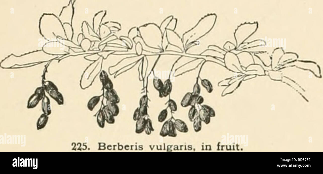 . Cyclopedia of American horticulture, comprising suggestions for cultivation of horticultural plants, descriptions of the species of fruits, vegetables, flowers, and ornamental plants sold in the United States and Canada, together with geographical and biographical sketches. Gardening. 154 BERBERIS cies cult, in England in Flore des Serres, 6: 66 and 73 (1850-1). Index : Amurensis, No. 2 ; Aquifolium, 21; aristata, 15 ; asperma, 1 ; atropurpurea, 1 ; Bealii, 19; buxifolia, 9; Canadensis, 4; Caroliniana, 4; Darwini, 12; dulcis, 1,9; emarginata, 3; Fortunei, 24; Fremonti, 17; iTnfco- date, 2 ;  Stock Photo