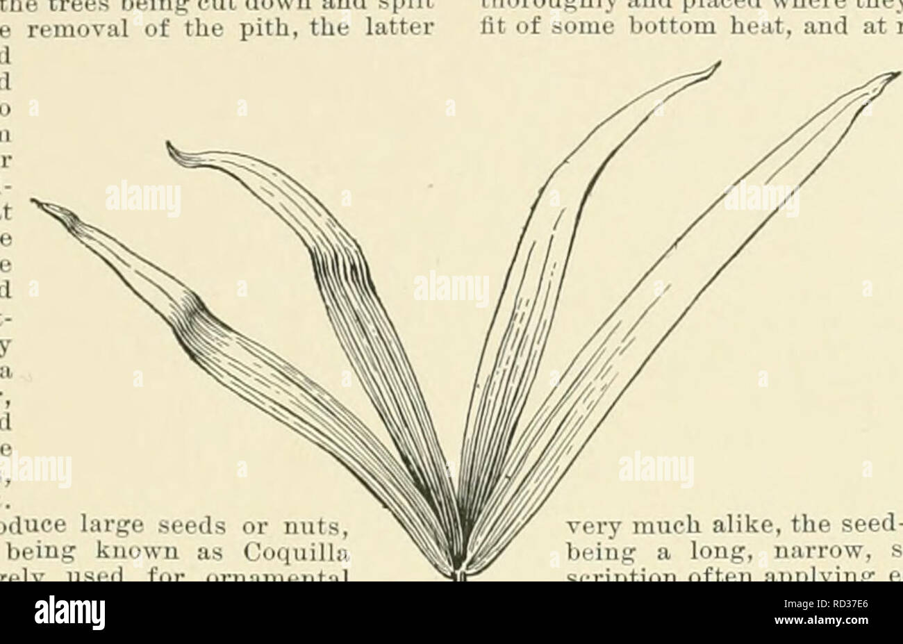 . Cyclopedia of American horticulture, comprising suggestions for cultivation of horticultural plants, descriptions of the species of fruits, vegetables, flowers, and ornamental plants sold in the United States and Canada, together with geographical and biographical sketches. Gardening. PALMERELLA 1197 mentioned under the na me of &quot;Wine Palm, but it seems likelv that some sp ocics of Raphia are m 1st u-^ed for liquors, sâni.- ,Hâ-ti.-,â. âf t|â.w,. P:,lms sriviiM M l:..-,,^ Met being then prepared in a rough granulated form for export. Sago is also procured from Caryota and some other spe Stock Photo