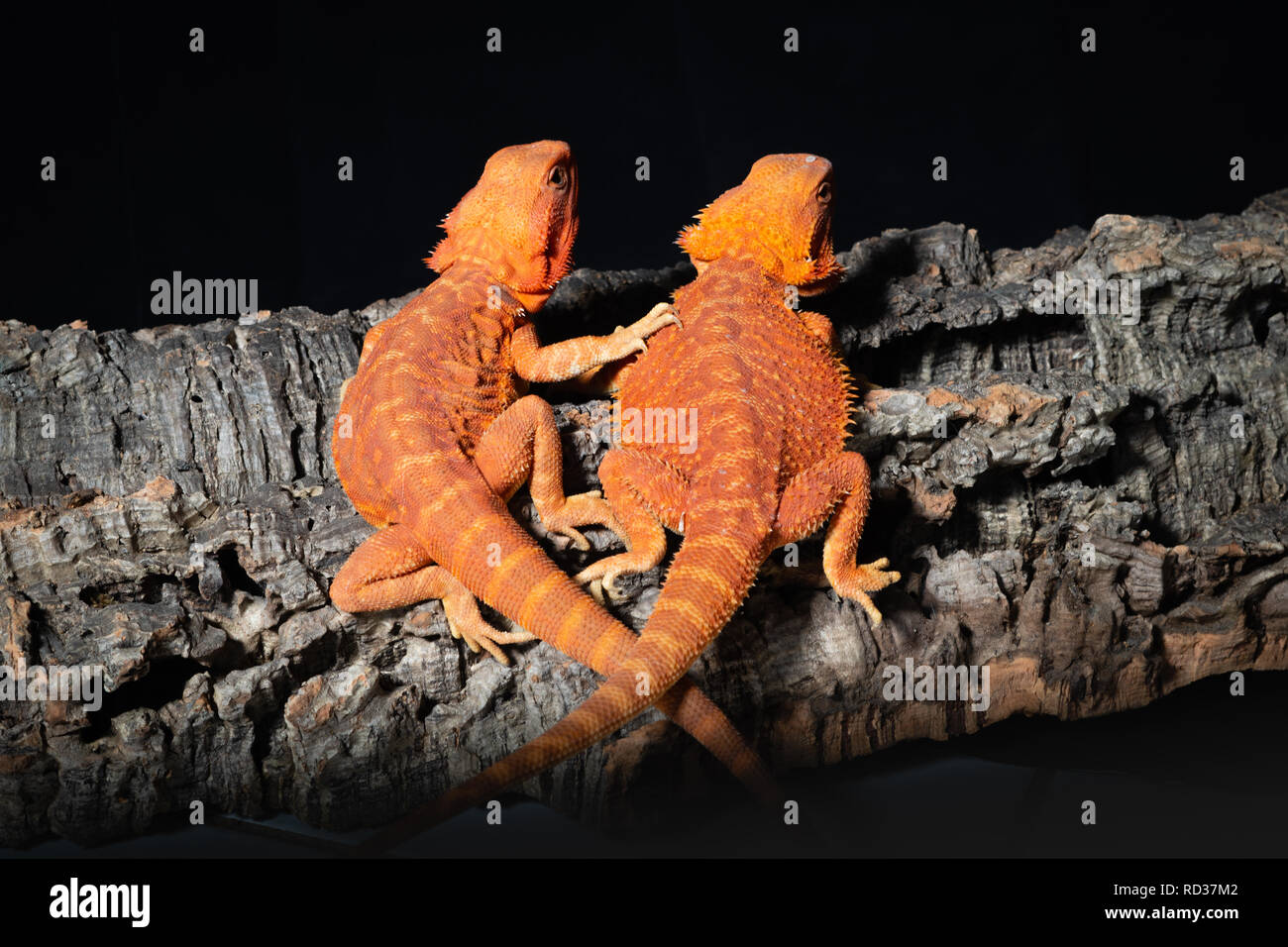 Two bearded dragons sitting on a log with tails crossed Stock Photo Alamy