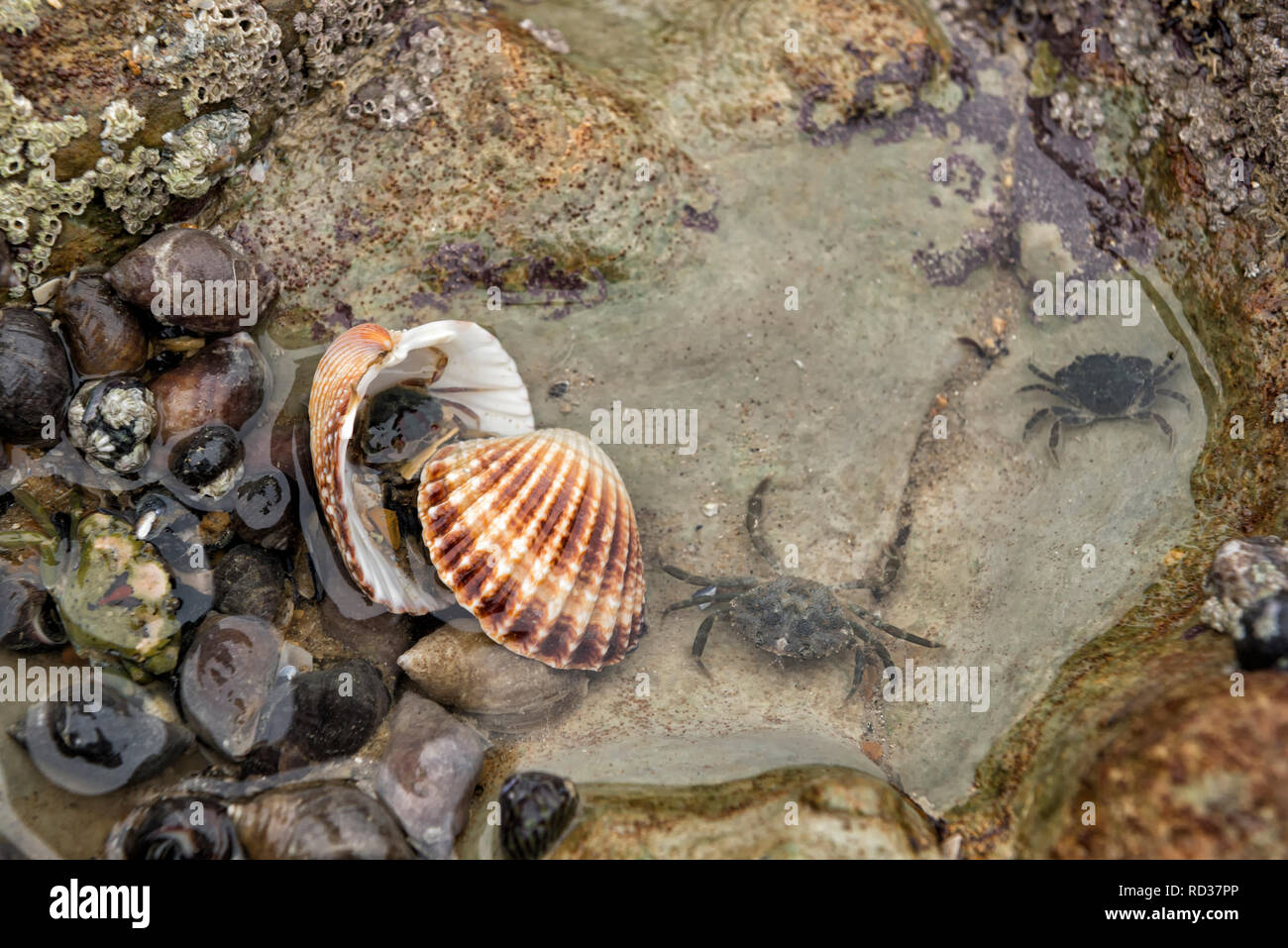 Shore crabs on the water and inside the seashell Stock Photo