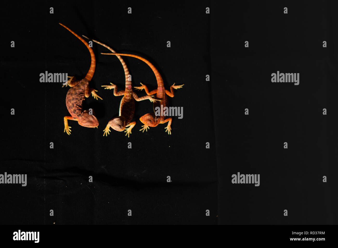Overhead shot of three bearded dragons exchanging glances on a black background Stock Photo