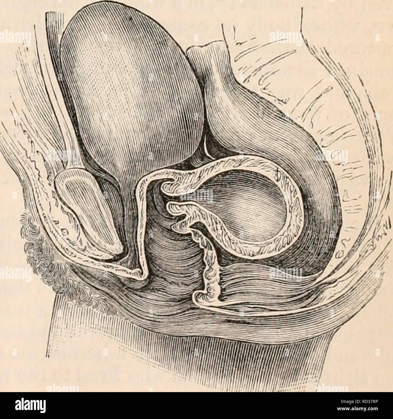 The cyclopædia of anatomy and physiology. Anatomy; Physiology ...