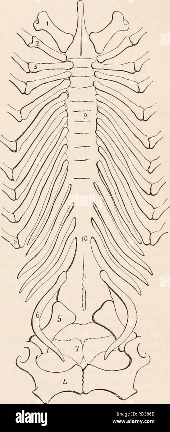 . The cyclopædia of anatomy and physiology. Anatomy; Physiology ...