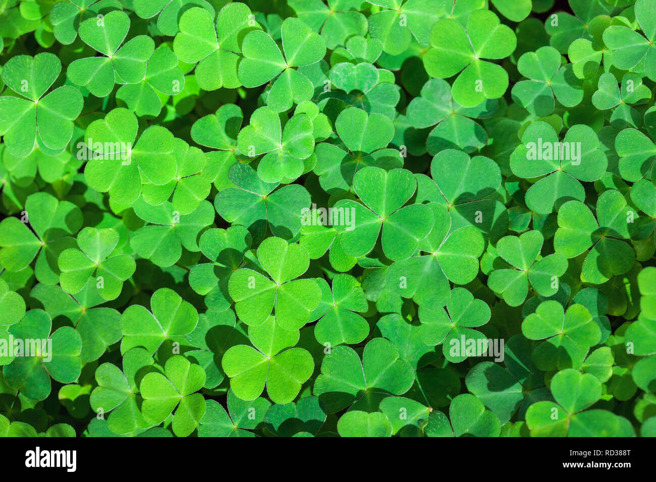 Green background with three-leaved shamrocks. St. Patrick's day holiday symbol.   Selective focus. Stock Photo