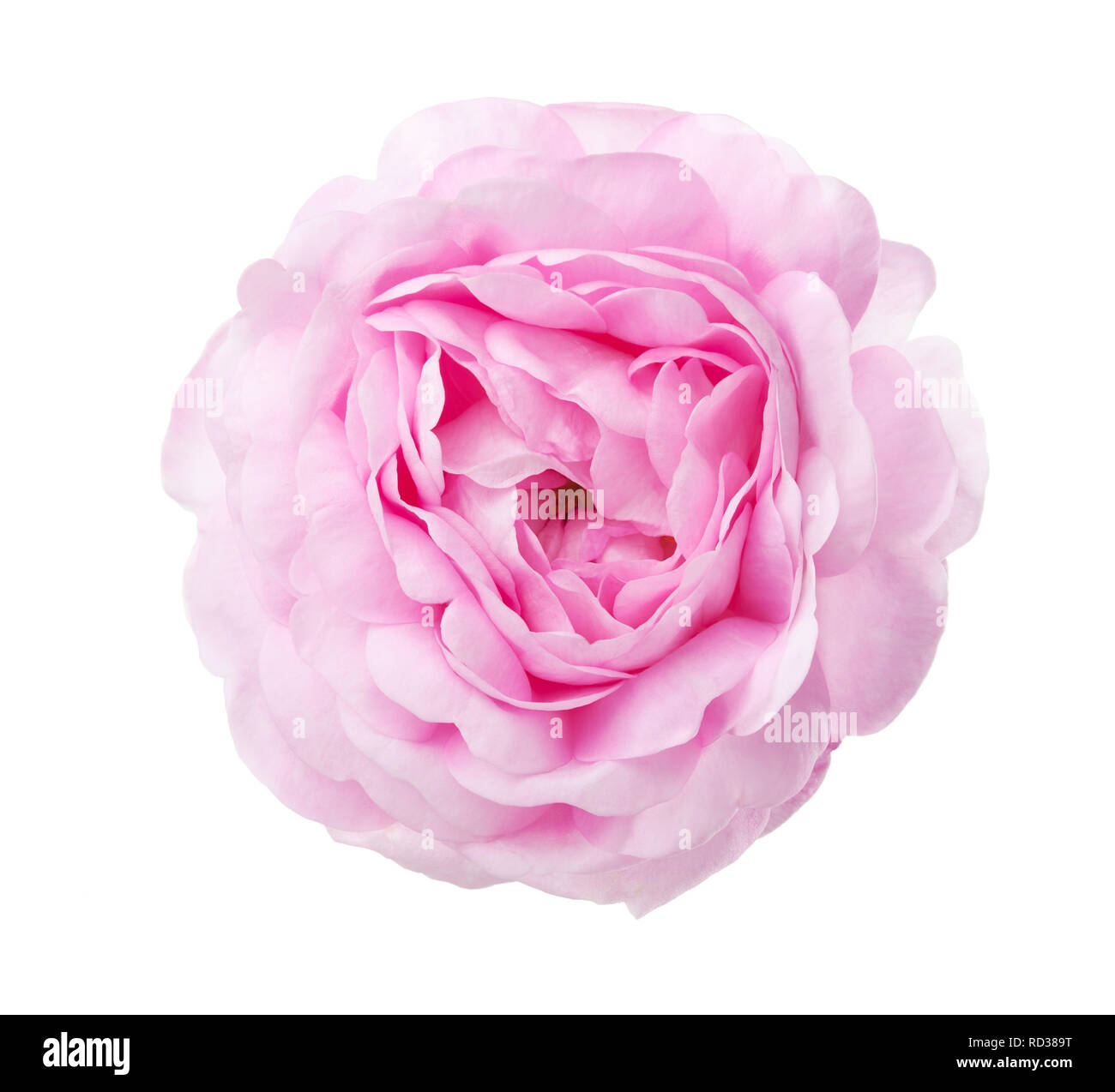 Light pink Rose isolated on white background Stock Photo - Alamy