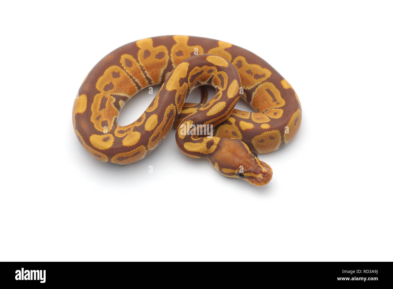 ball python isolated on white background Stock Photo - Alamy