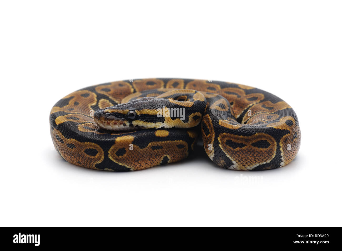 ball python isolated on white background Stock Photo - Alamy