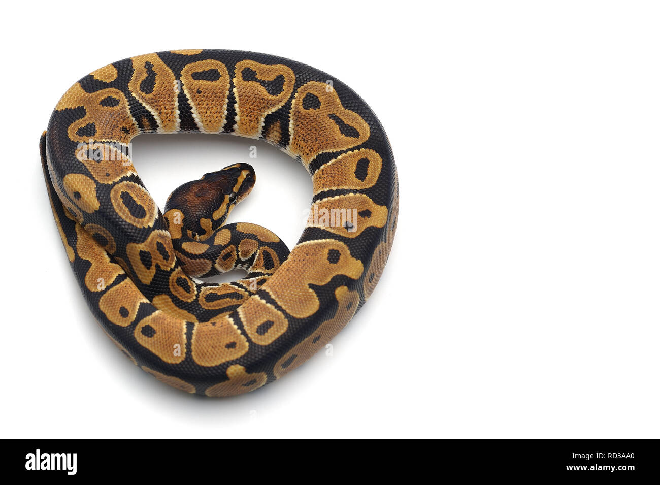 ball python isolated on white background Stock Photo - Alamy