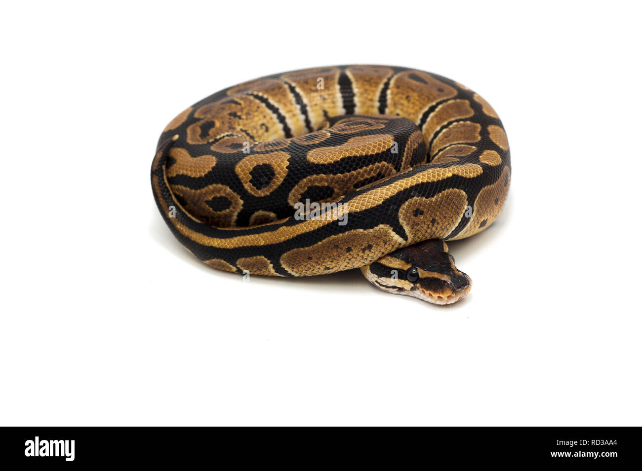 ball python isolated on white background Stock Photo - Alamy