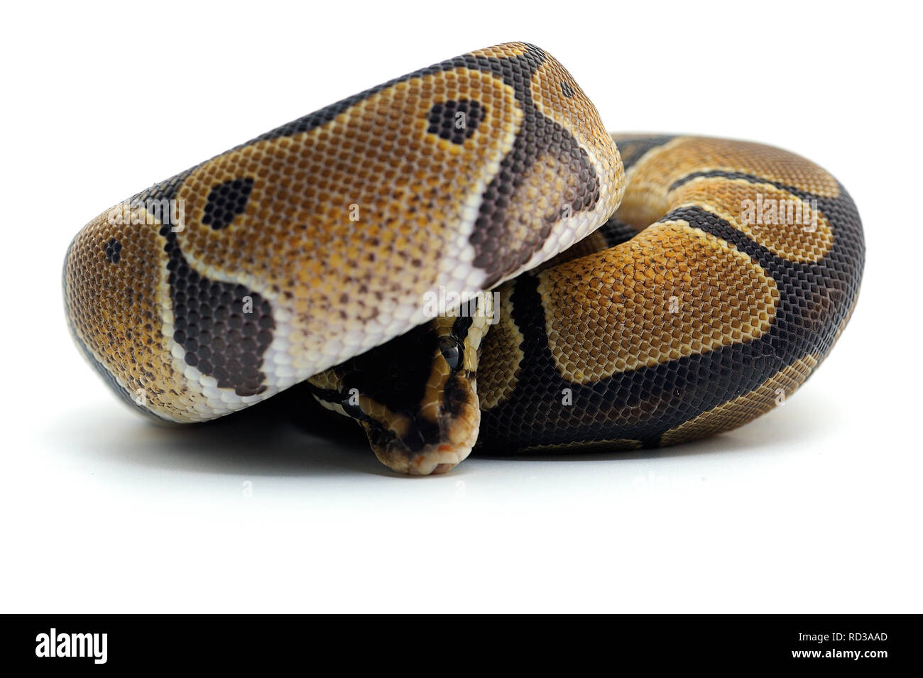 ball python isolated on white background Stock Photo - Alamy