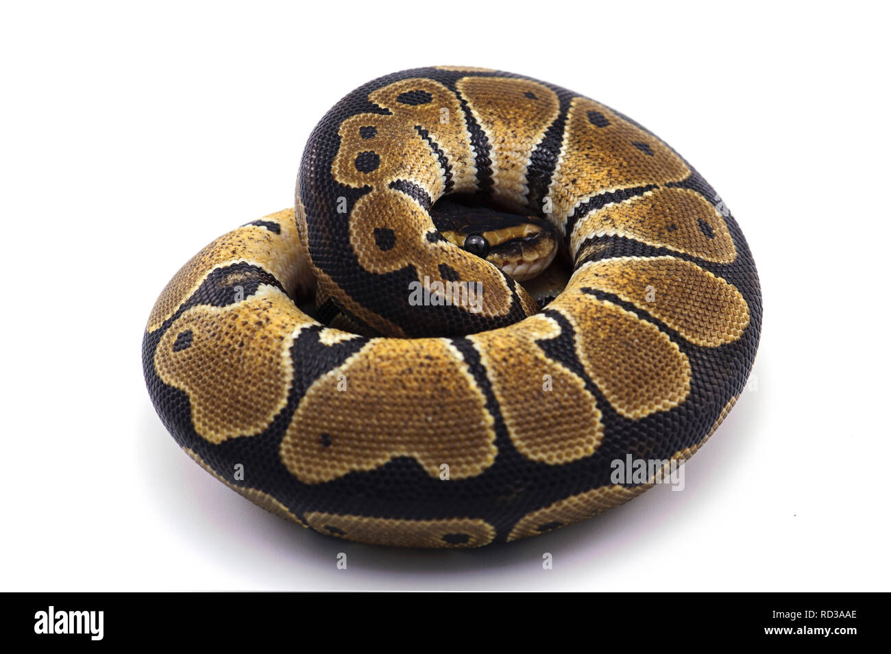ball python isolated on white background Stock Photo - Alamy