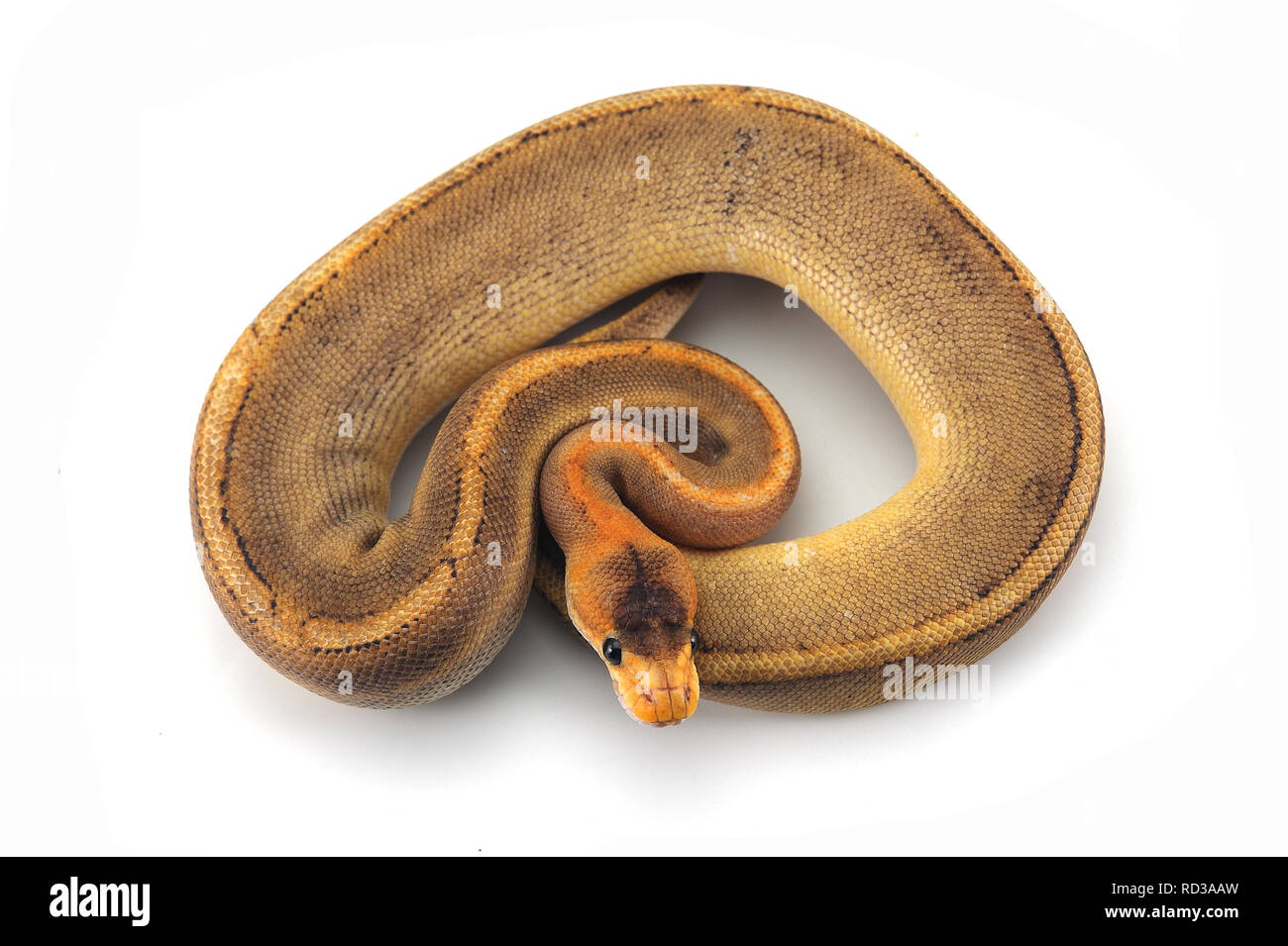 ball python isolated on white background Stock Photo - Alamy